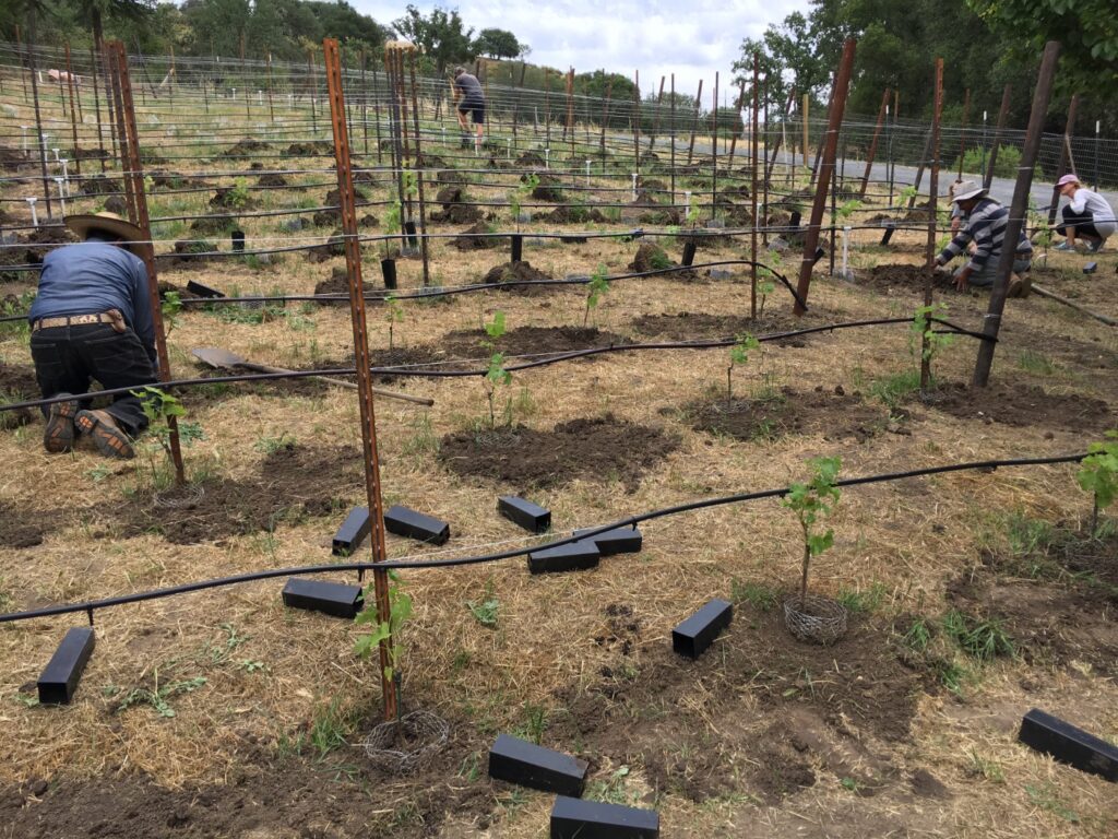 Planting the VINCENT VINES Estate Merlot vineyard