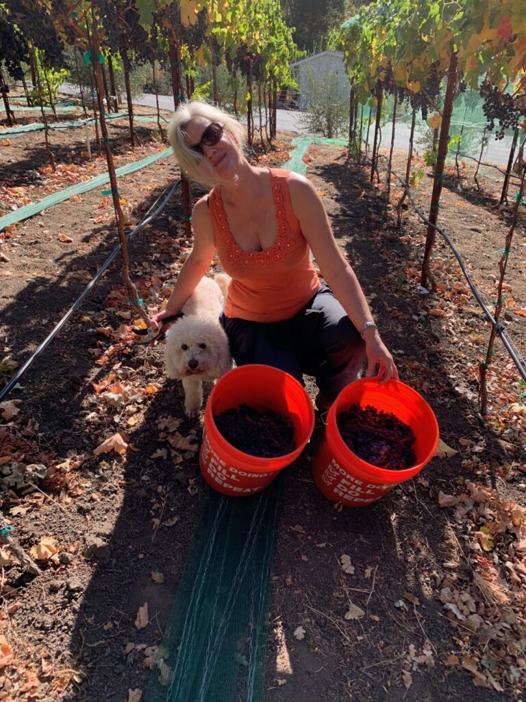 Aubrey with Chase the dog and two buckets of freshly harvested VINCENT VINES Estate Merlot grapes