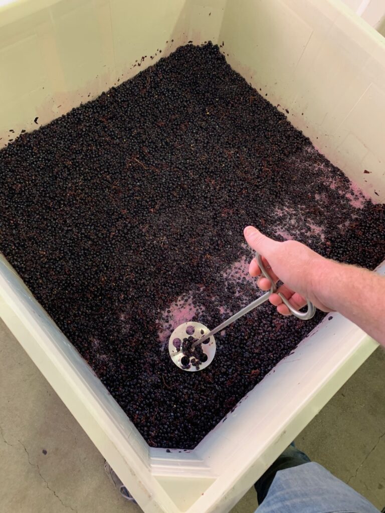 VINCENT VINES Estate Merlot in fermentation with hand punch downs