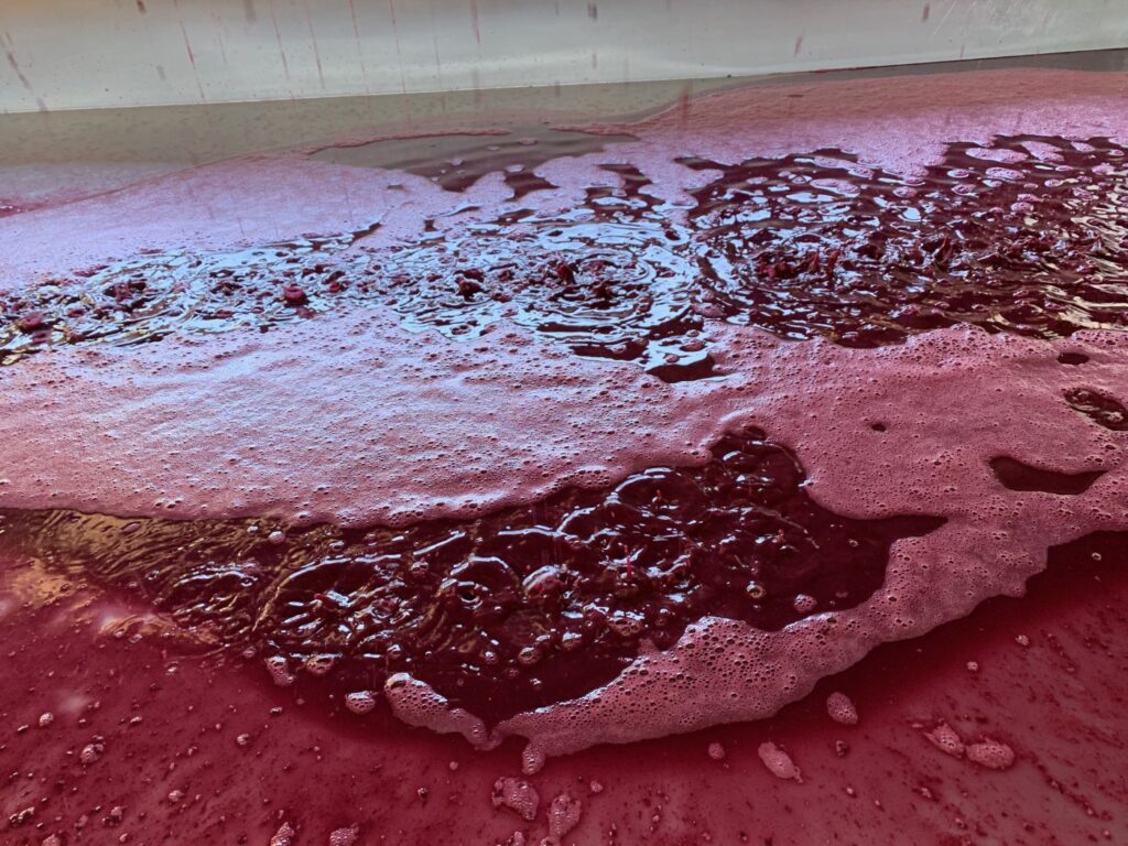 VINCENT VINES Estate Merlot being pressed off the skins