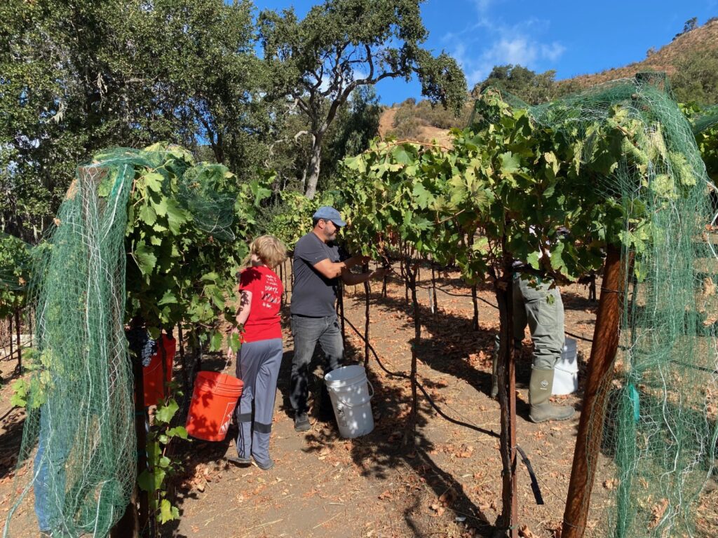 Nicholas and friends harvesting VINCENT VINES Estate Merlot by hand