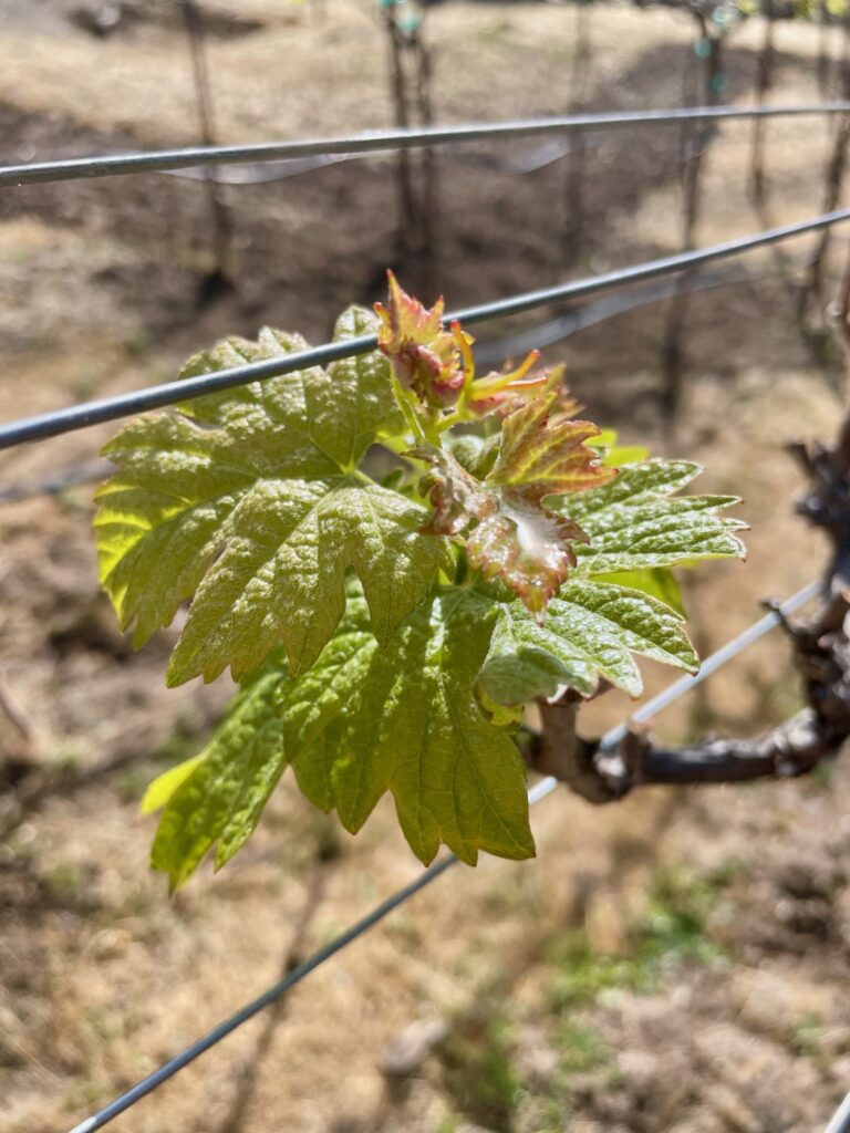 VINCENT VINES Estate Merlot bud break close-up