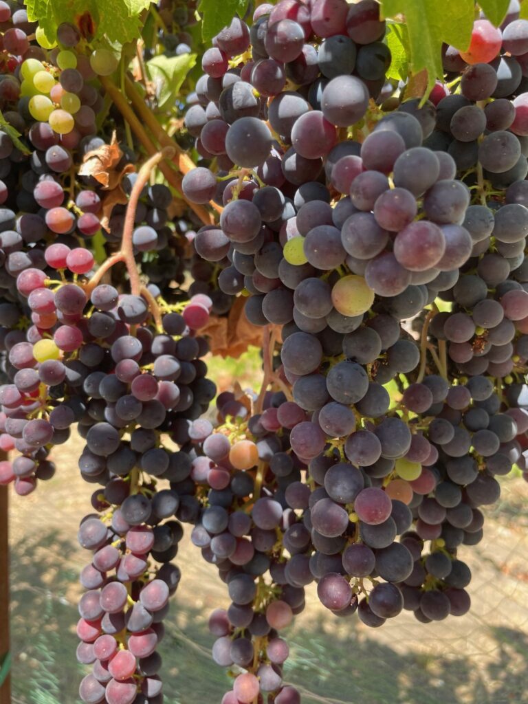 VINCENT VINES Estate Merlot grapes in partial veraison