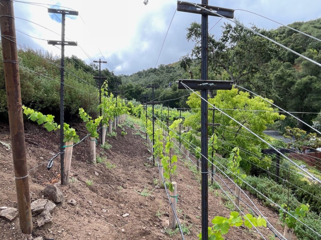Spring 2026 planting of 100 new estate Merlot vines at VINCENT VINES, Carmel Valley
