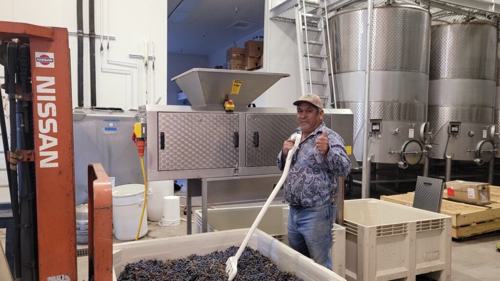 Raul giving thumbs up while working fresh harvest into the destemmer at VINCENT VINES