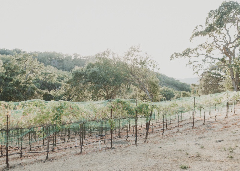 Netted vineyard rows on the hillside
