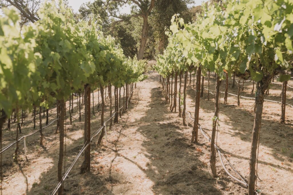 Summertime view down VINCENT VINES Estate Merlot vineyard row
