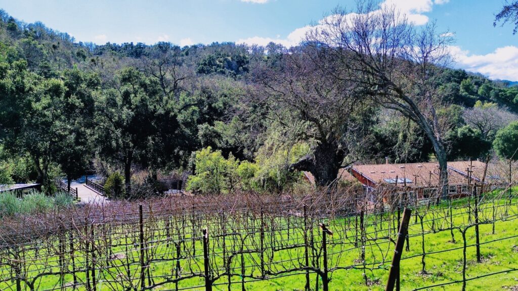 Wintertime view over VINCENT VINES Estate Merlot vineyard to Vineyard Chateau beyond and mountains in backdrop, Carmel Valley