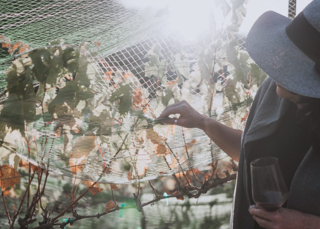 Close-up of guest enjoying a guided vineyard tour in the VINCENT VINES Estate Merlot rows